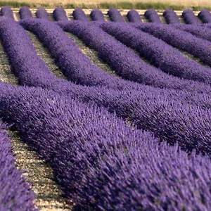 La Provencale Hébergement de vacances